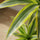 Drachenbaum - Dracaena Lemon Lime Ø:19 H:100 cm Finestgreen 