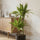 Drachenbaum - Dracaena Lemon Lime Ø:19 H:100 cm Finestgreen 