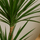 Drachenbaum - Dracaena Marginata Ø:21 H:120 cm Finestgreen 