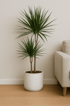 Drachenbaum - Dracaena Marginata