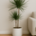 Drachenbaum - Dracaena Marginata Ø:21 H:120 cm Finestgreen 