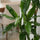Dracaena Janet Lind Drachenbaum — robuste Zimmerpflanze mit grünen Blattbüscheln