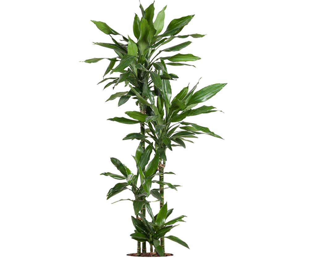 Drachenbaum - Dracaena Janet Lind