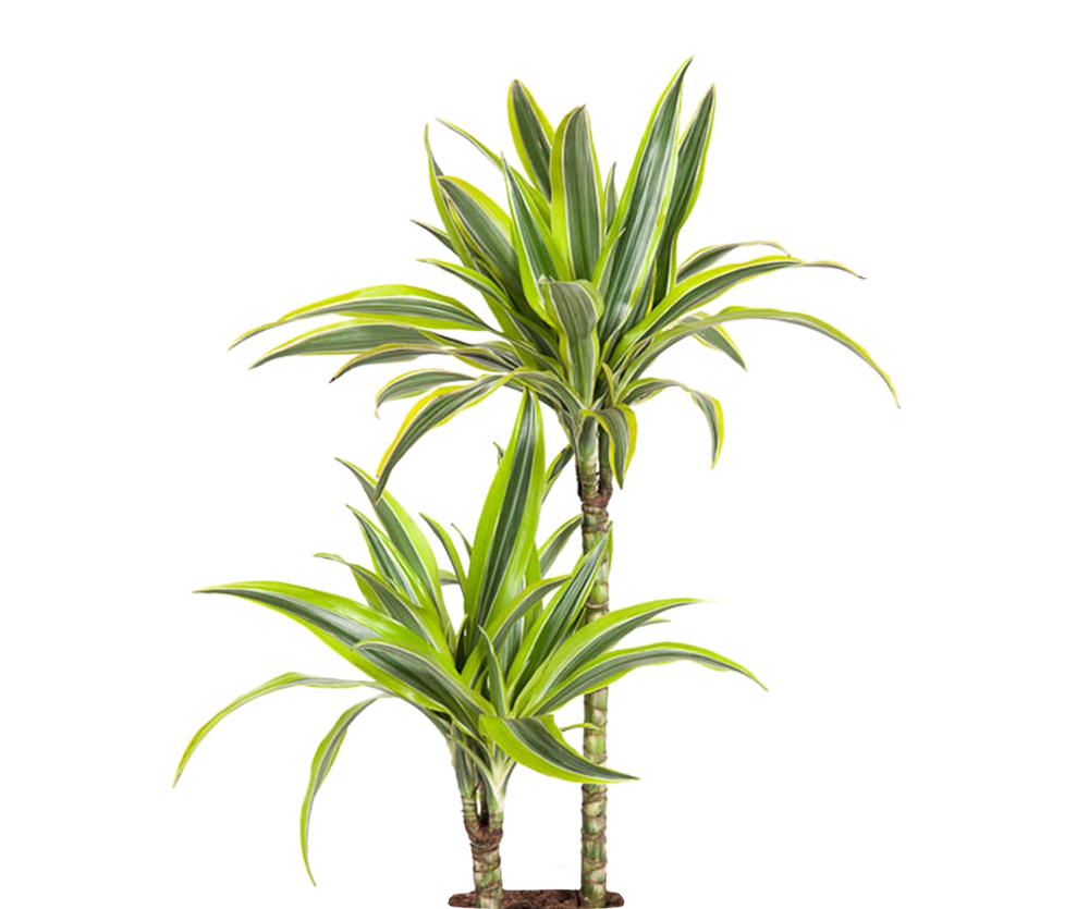 Drachenbaum - Dracaena Lemon Lime