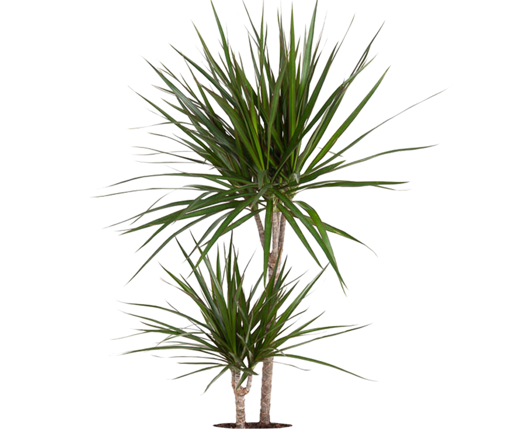 Drachenbaum - Dracaena Marginata