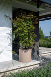 Pflanzkübel Max Taupe in Zylinderform aus Fiberstone