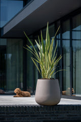 Pax Pflanzkübel Taupe aus Fiberstone – Größe 46 freigestellt
