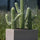 Kaktus Saguaro Künstlich H: 41 cm - Finestgreen
