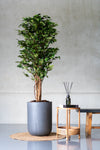 Ficus Benjamina künstlich, H: 150cm