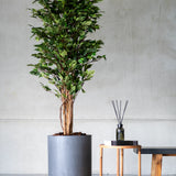 Ficus Baum Künstlich H: 150cm - Finestgreen