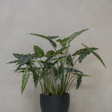 Alocasia Taro Künstlich H: 120cm - Finestgreen