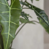 Alocasia Taro Künstlich H: 140cm - Finestgreen