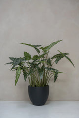 Alocasia Taro Künstlich H: 140cm - Finestgreen