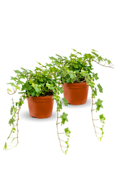 Efeu Hedera Helix Wonder 2er Set Finestgreen [mc]