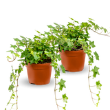 Efeu Hedera Helix Wonder 2er Set Finestgreen [mc]