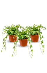 Efeu Hedera Helix Wonder 3er Set Finestgreen [mc]