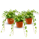 Efeu Hedera Helix Wonder 3er Set Finestgreen [mc]