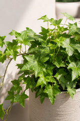 Efeu - Hedera Helix Wonder