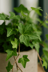 Efeu Hedera Helix Wonder 3er Set Finestgreen 