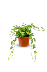 Efeu Hedera Helix Wonder small plant with vibrant green leaves in a natural setting from Flora@Home. [mc]