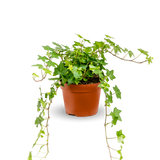 Efeu Hedera Helix Wonder small plant with vibrant green leaves in a natural setting from Flora@Home. [mc]