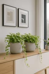 Efeu Hedera Helix Wonder 2er Set Finestgreen 