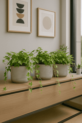 Efeu Hedera Helix Wonder 3er Set Finestgreen 