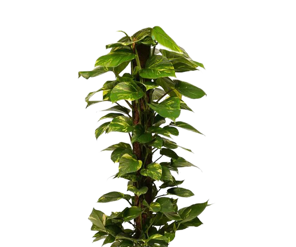 Goldene Efeutute mit Moosstab - Epipremnum Aureum