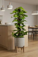 Efeutute kaufen — Epipremnum aureum mit Moosstab, robuste Zimmerpflanze, 120 cm