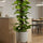 Efeutute kaufen — Epipremnum aureum mit Moosstab, robuste Zimmerpflanze, 120 cm