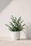 Eukalyptus Gunnii - Mostgummi-Eukalyptus