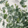 Eucalyptus Gunnii Blattdetail — runde silbergrüne Blätter des Kammgrünen Eukalyptus