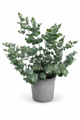 Eucalyptus Gunnii Gartenpflanze — schnellwüchsiger Baum mit aromatischen Blättern