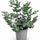 Eucalyptus Gunnii Gartenpflanze — schnellwüchsiger Baum mit aromatischen Blättern