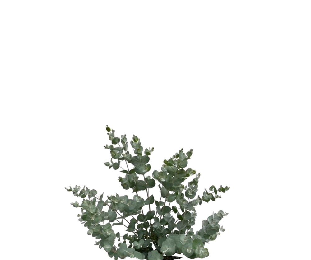 Eukalyptus Gunnii - Mostgummi-Eukalyptus
