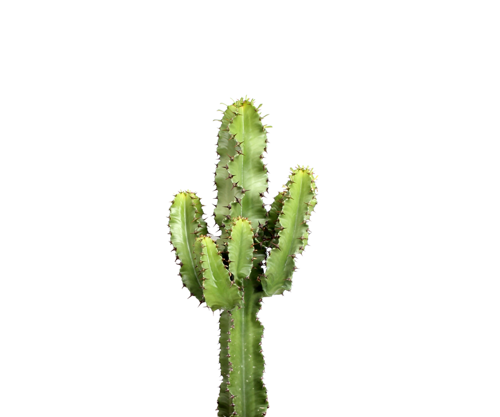 Euphorbia Erytrea - Wolfsmilchkaktus