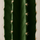 Euphorbia erytrea - Wolfsmilchkaktus Ø:19 H:70 cm Finestgreen 