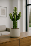 Euphorbia Erytrea - Wolfsmilchkaktus