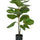Ficus Lyrata Geigenfeige Künstlich H: 100cm - Finestgreen [mc]