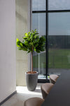Ficus Lyrata künstlich – Geigenfeige, H: 150cm