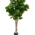Ficus Lyrata Geigenfeige Künstlich H: 180cm - Finestgreen [mc]