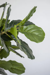 Ficus Lyrata Geigenfeige Künstlich H: 150cm - Finestgreen