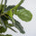 Ficus Lyrata Geigenfeige Künstlich H: 100cm - Finestgreen
