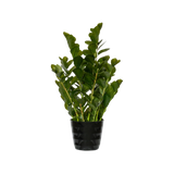 Zamioculcas Künstlich H: 90cm Finestgreen [mc]