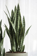 Sansevieria Künstlich H: 70cm - Finestgreen