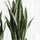 Sansevieria Künstlich H: 70cm - Finestgreen