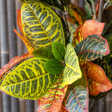 Codiaeum Wunderstrauch Künstlich H: 118cm - Finestgreen