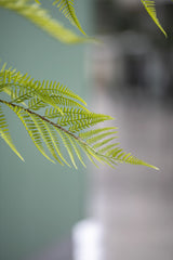 Farne Künstlich H: 150cm - Finestgreen