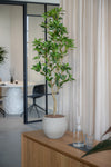 Pieris künstlich, H: 95cm