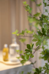 Enkianthus perulatus Kunstpflanze M 180cm - Finestgreen